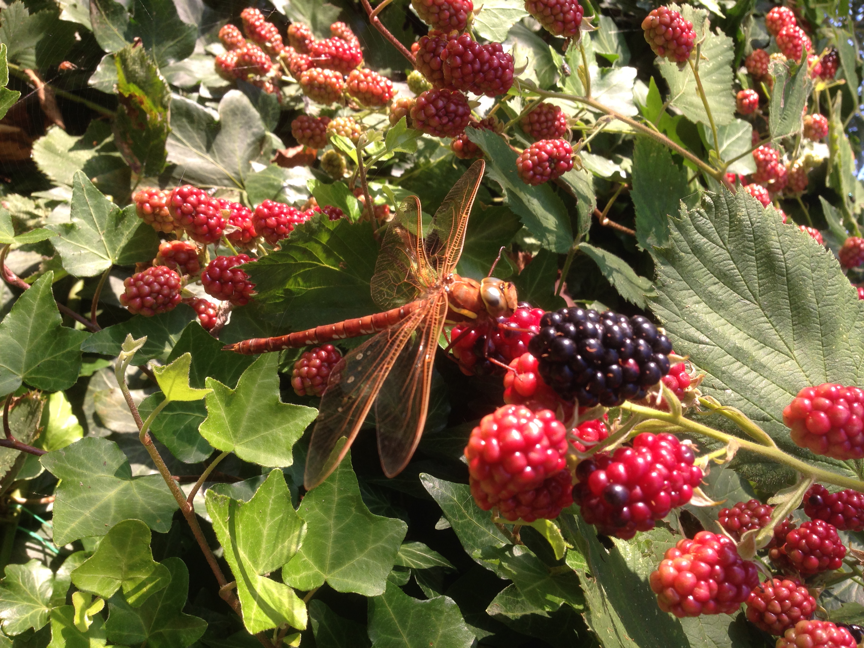 my blackberries in backyard