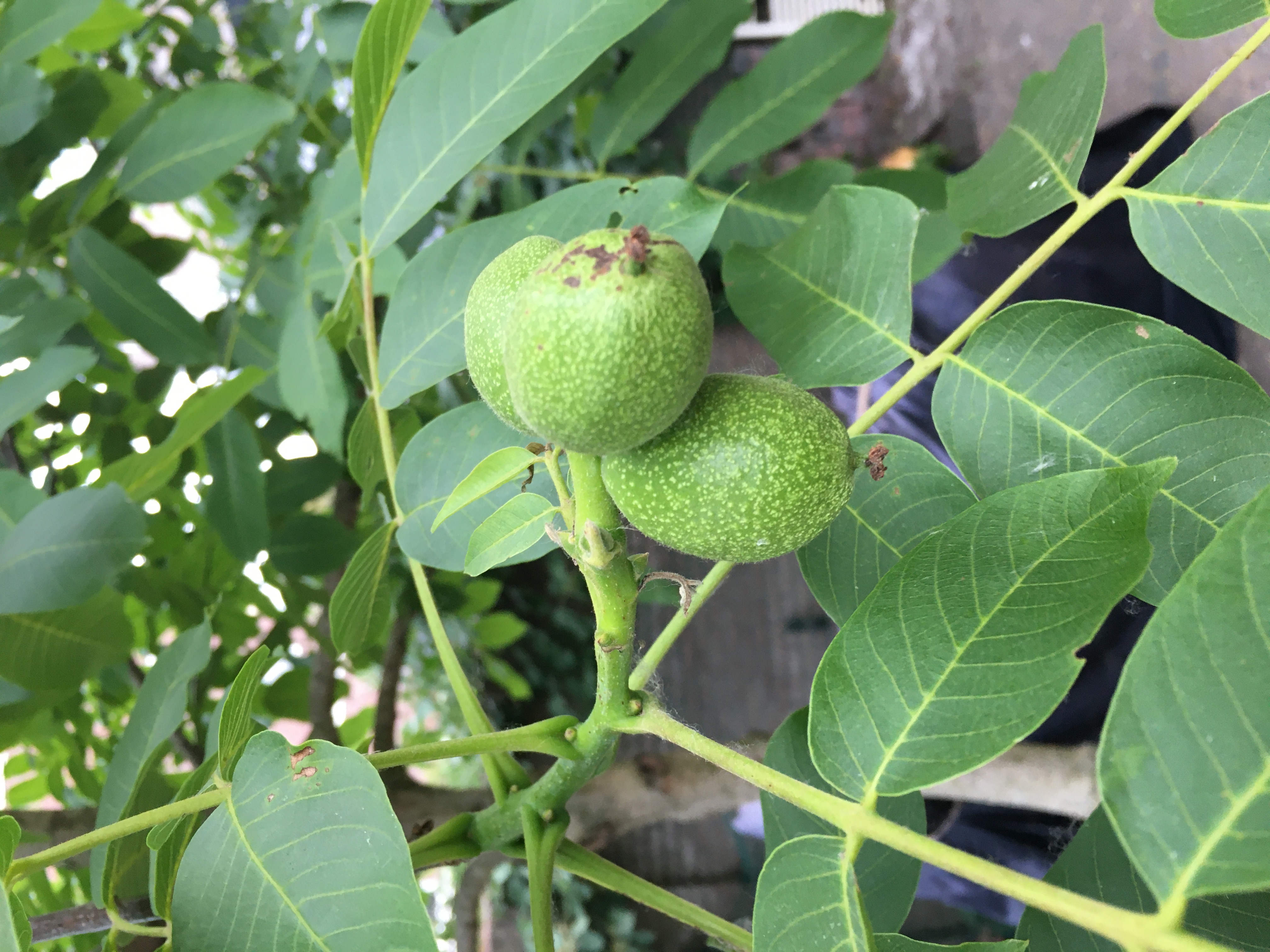 Back Yard 2020 walnut
