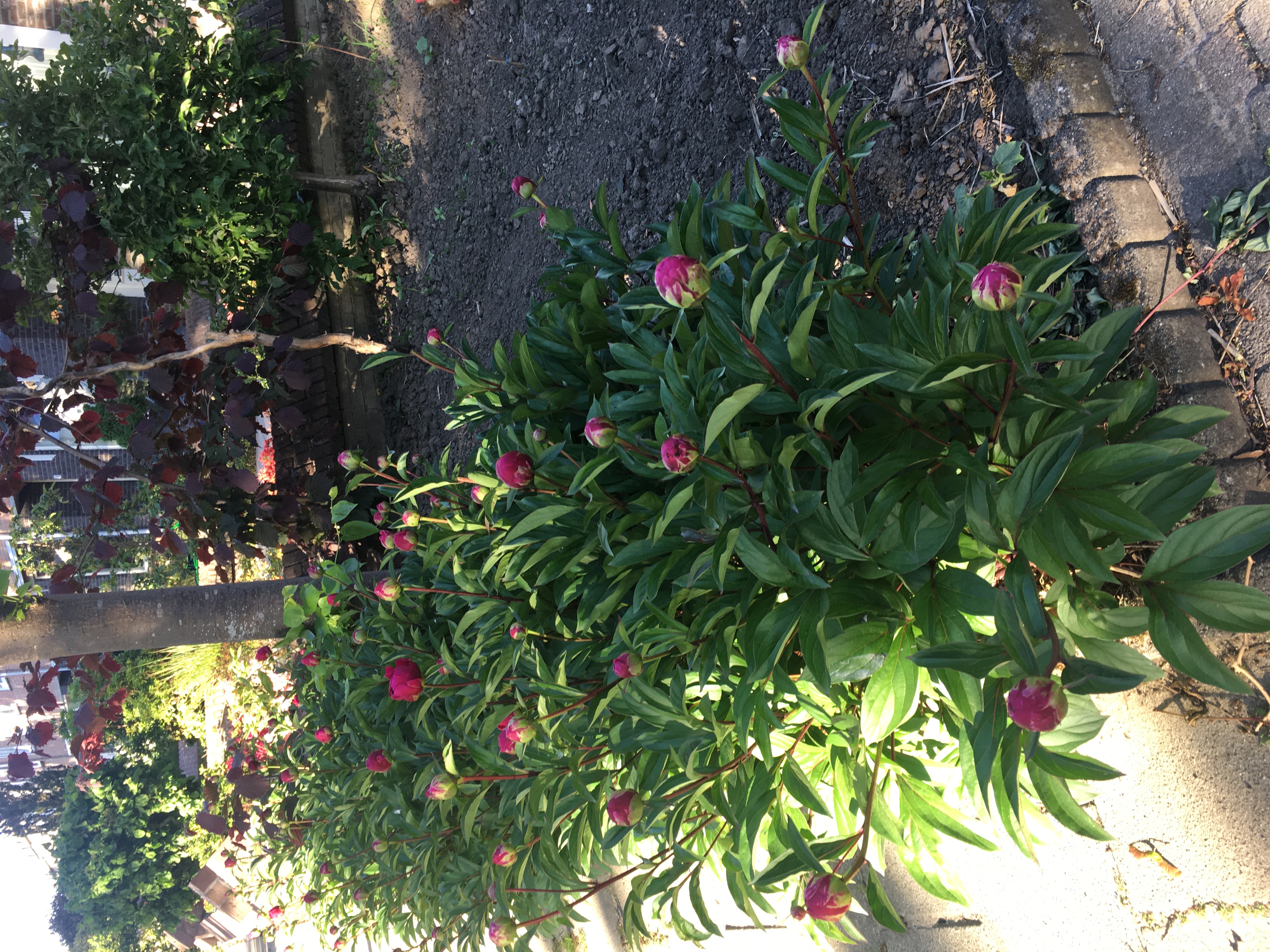 Back Yard 2016