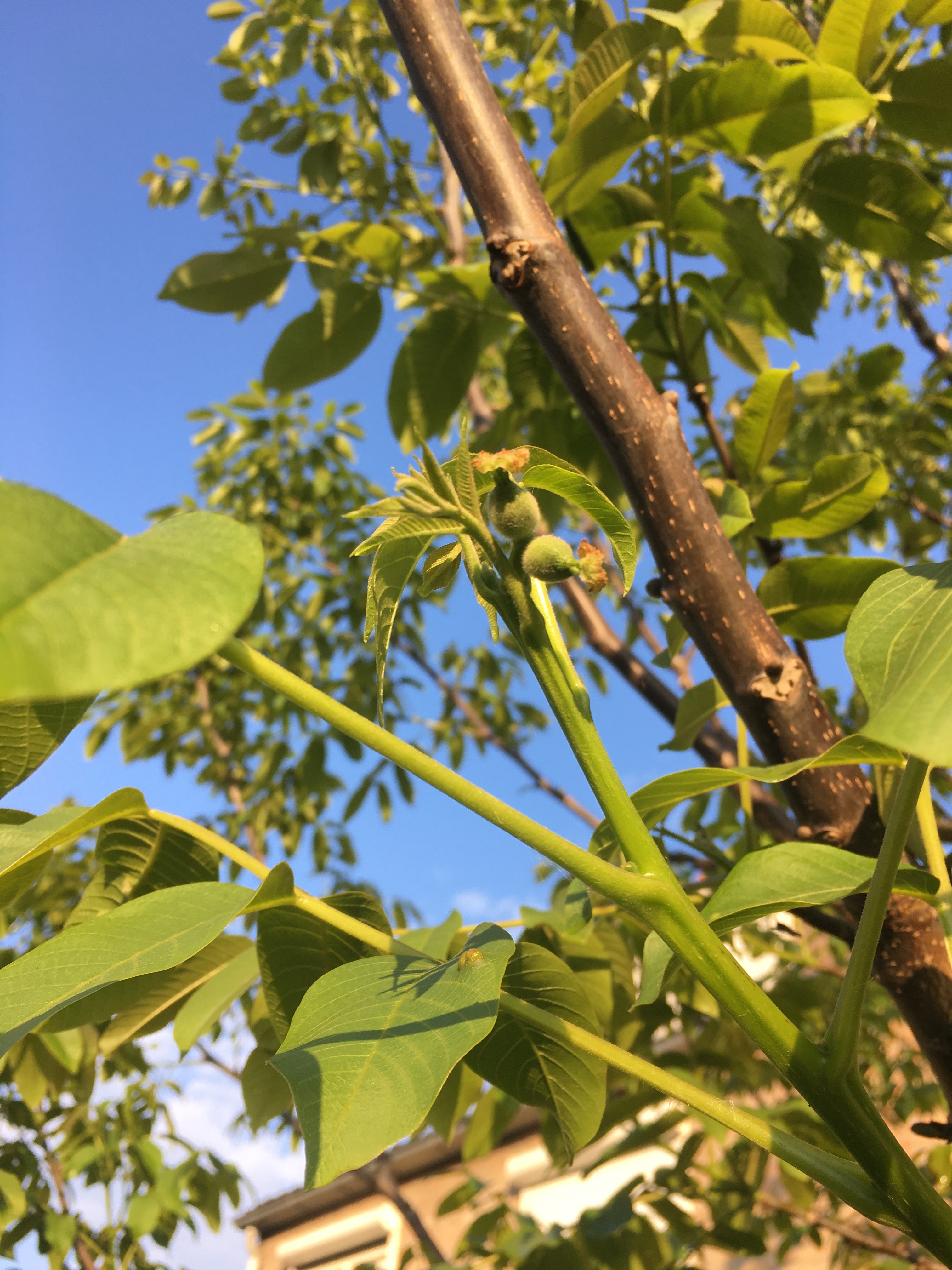 Back Yard 2020 first waldnuts