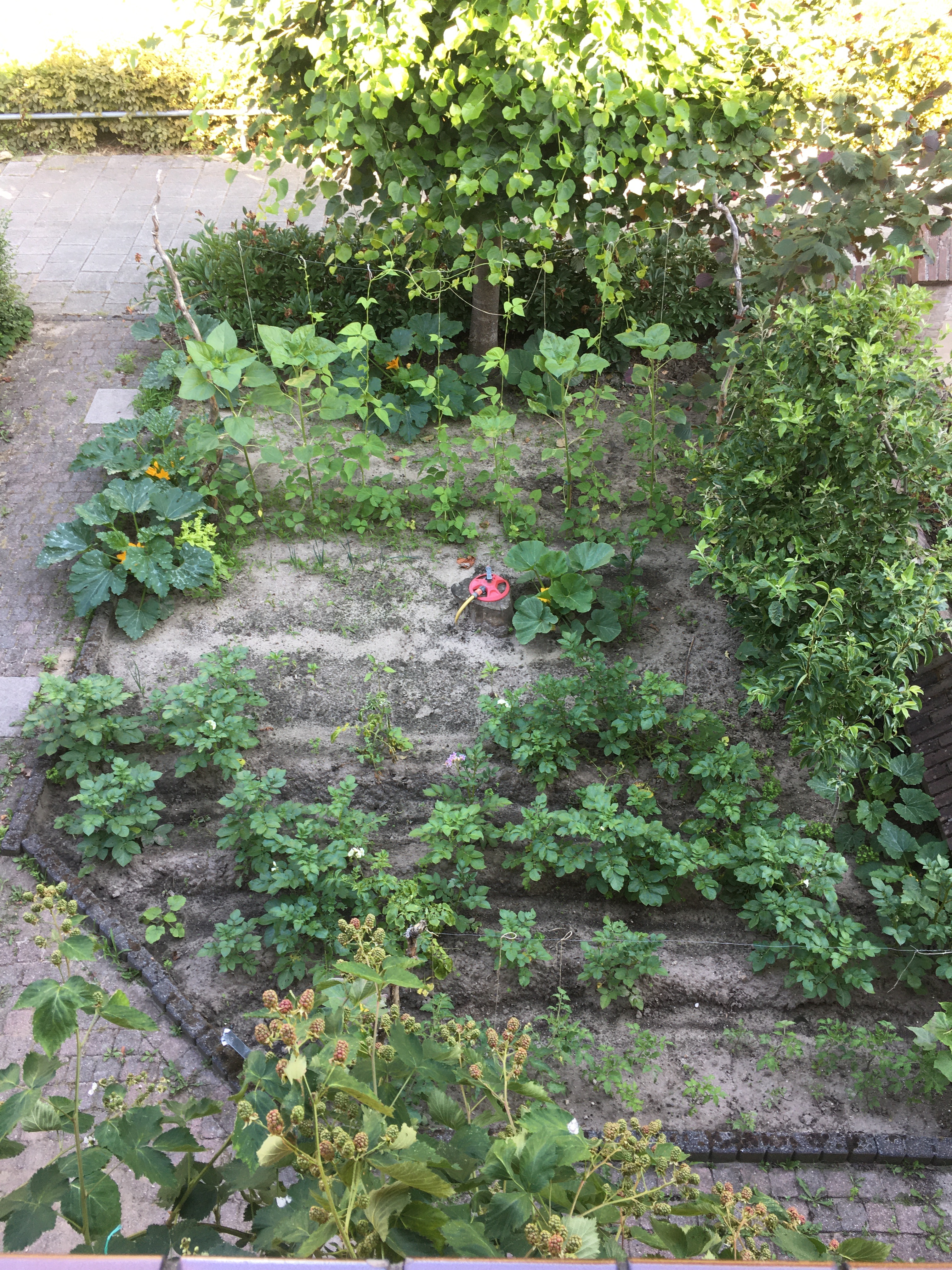 Front Yard 2020